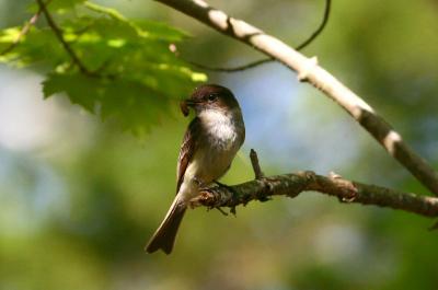 Eastern Phoebe