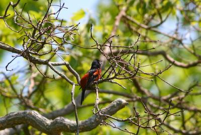 Orchard Oriole