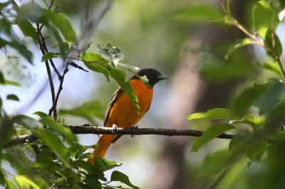 Baltimore Oriole