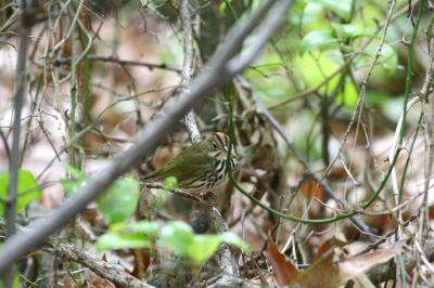 Ovenbird