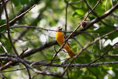 Baltimore Oriole repairing nest.