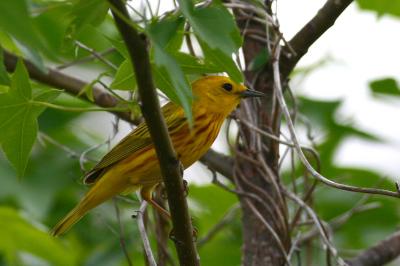 Yellow Warbler (male)