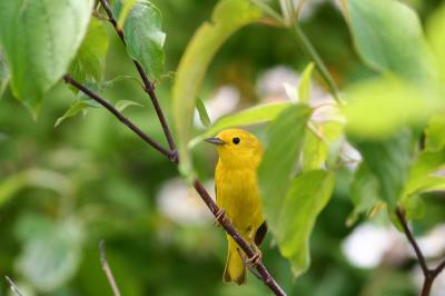 Yellow Warbler (female)