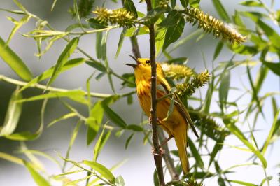 Male Yellow Warbler singing