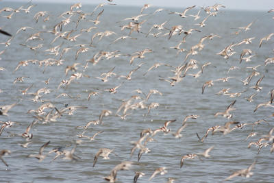 Shorebirds at Cook's Beach.