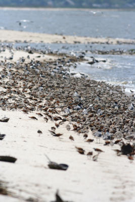 1000 reasons to visit Cook's Beach in May!