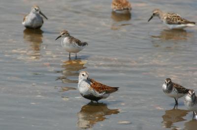 Dunlin and Semipalmated Sandpipers