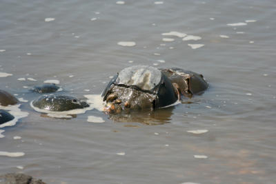 Horseshoe Crabs mating