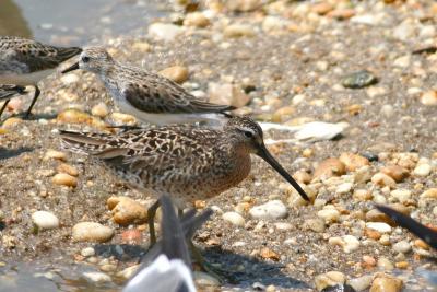 Short-billed Dowitcher