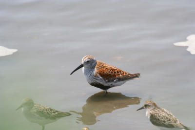 Dunlin and Semi-sandpiper