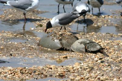 Horseshoe Crabs mating.