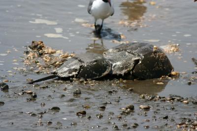 Horseshoe Crabs mating