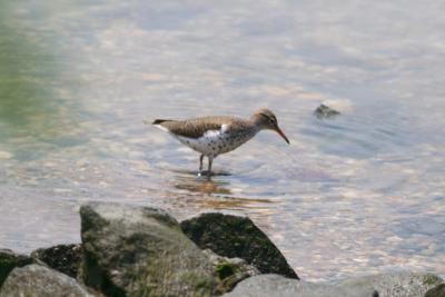 Spotted Sandpiper