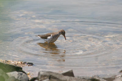 Spotted Sandpiper