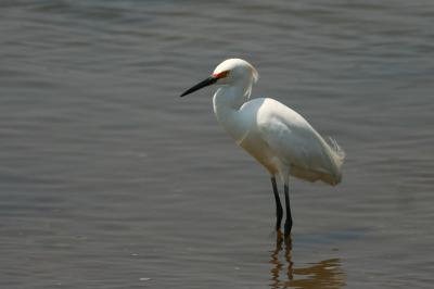 Snowy Egret with breeding lores.