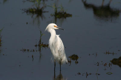 Snowy Egret