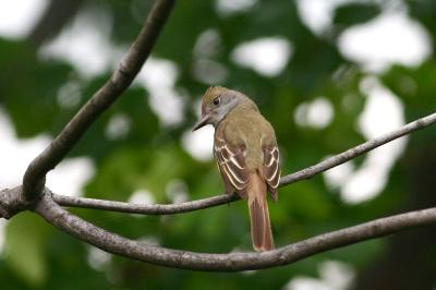Great-crested Flycatcher