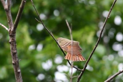 Great-crested Flycatcher