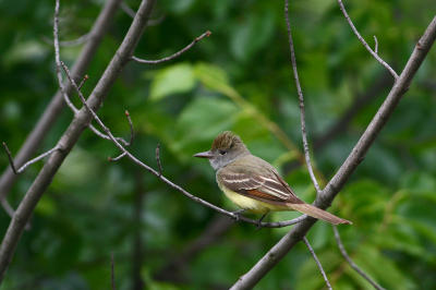 Great-crested Flycatcher