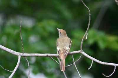 Great-crested Flycatcher
