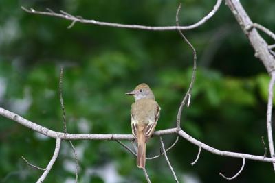 Great-crested Flycatcher