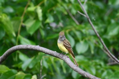 Great-crested Flycatcher