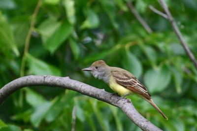 Great-crested Flycatcher