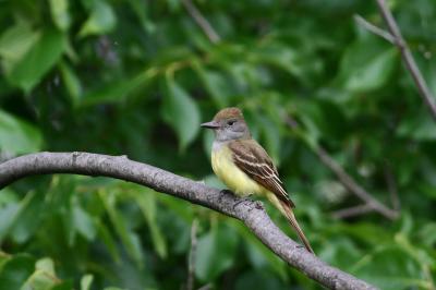 Great-crested Flycatcher
