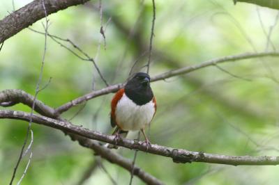 Eastern Towhee