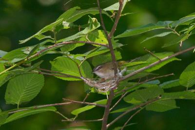 Red-eyed Vireo