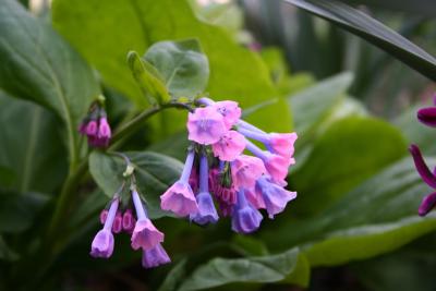 Mertensia viginica Virginia Bluebells