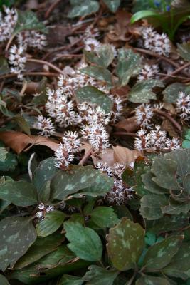 Pachysandra procumbens