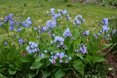 More bluebells