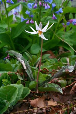 Erythronium albidum