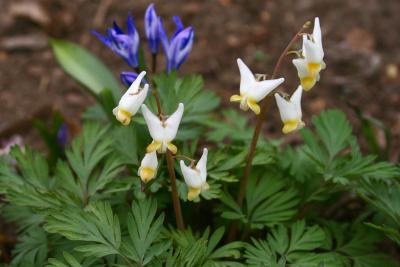 Dicentra cucullaria