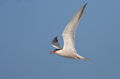 Common Tern