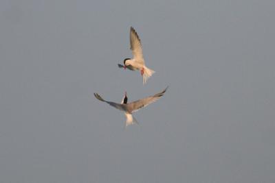 Common Terns in action