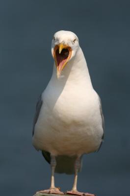 Herring Gull