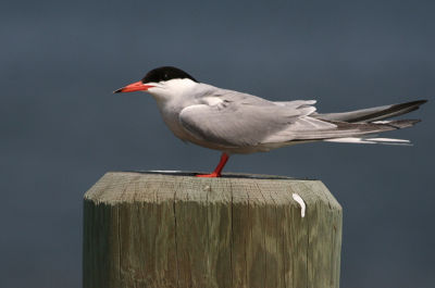 Common Tern
