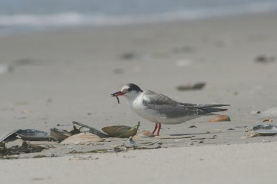 Immature Common Tern