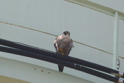 Female Peregrine Falcon