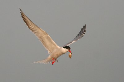 Common Tern with sandcrab