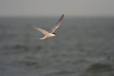 Common Tern