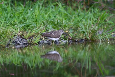 Solitary Sandpiper