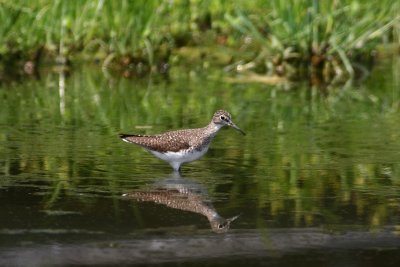 Solitary Sandpiper