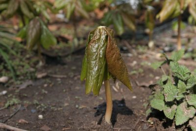 Podophyllum peltatum (Mayapple)