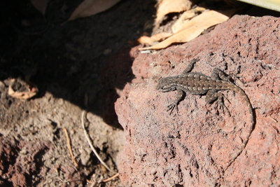 Western Fence Lizard?