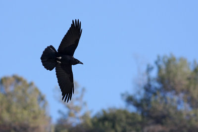 Common Raven