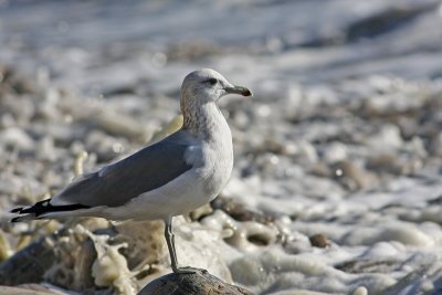 California Gull