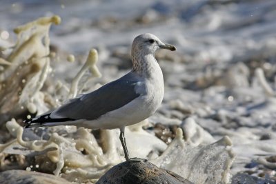 California Gull